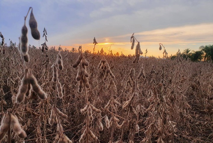 AgRural: Com regiões mais tardias ditando o ritmo, colheita de soja vai a 63%