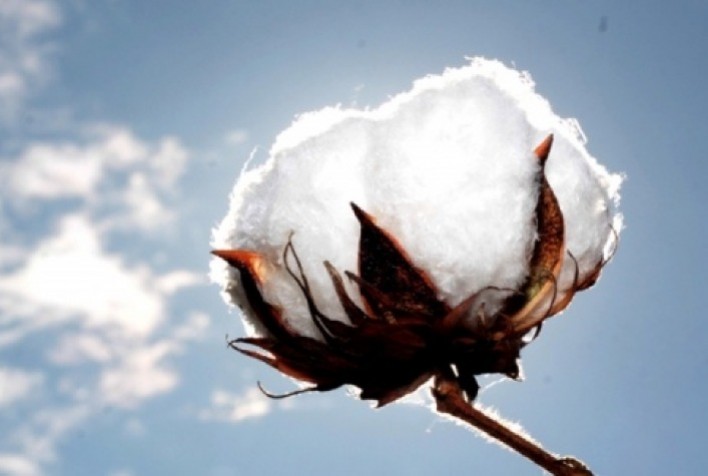 Sou de Algodão divulga balanço do Programa SouABR 2022/2023