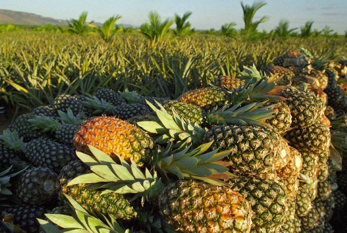 Emater-MG dá início ao Circuito Frutificaminas de 2024