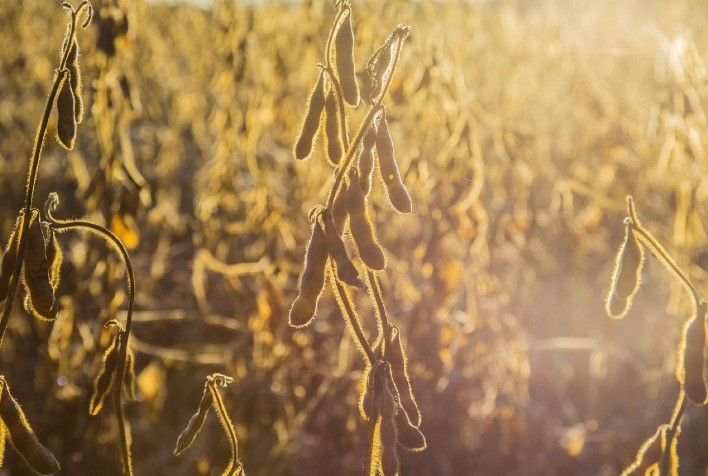 Inovações biotecnológicas melhoram solo e produtividade de grãos e algodão