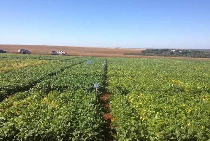 Bioprodutos geram até 214% de retorno sobre sua aplicação na cultura do feijão