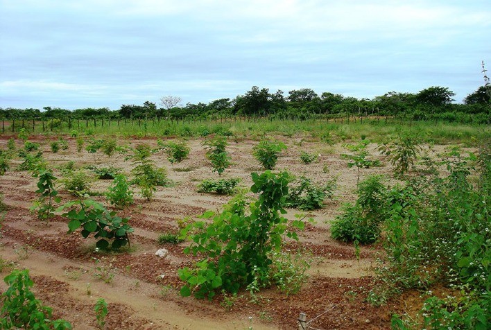 Sistemas integrados de produção aumentam matéria orgânica em solos da Caatinga