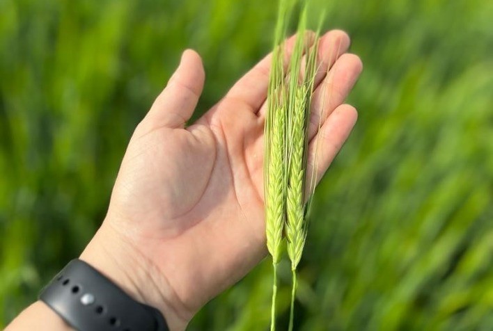 Fertilizante mineral multinutricional alavanca a produtividade da cevada