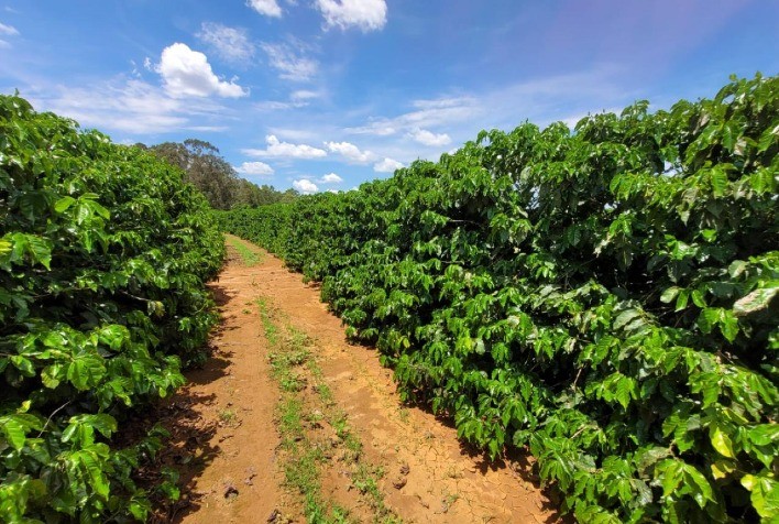 Lançado o Programa Café com Qualidade Prime Agro