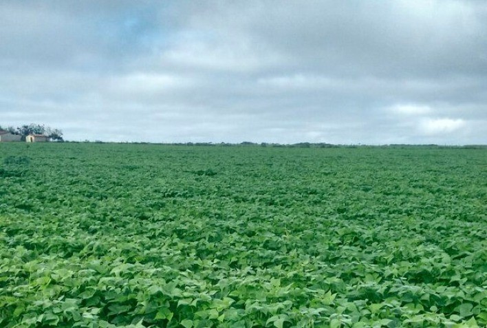 Situação do Mercado de Feijão, segundo o Ibrafe: Comercialização afetada por qualidade abaixo do ideal