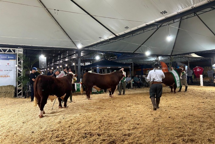 Hereford e Braford apresentam qualidade genética em pista durante a Expobel