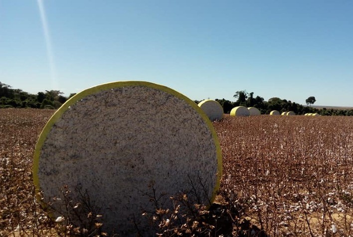 Vendas Semanais de Algodão dos EUA na Safra 2023/24 Atingem 92,60 Mil Fardos, Destaque para Compras Chinesas