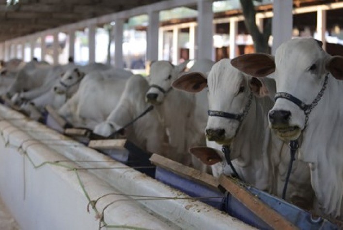 GTA: Adapar e Faep renovam convênio para emissão da Guia de Trânsito Animal nos sindicatos rurais