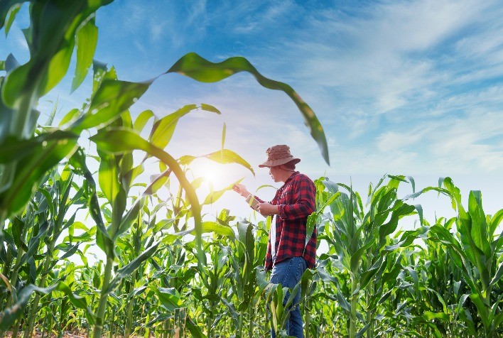 Milho safrinha em Querência (MT) entra em fase de floração com redução de área cultivada