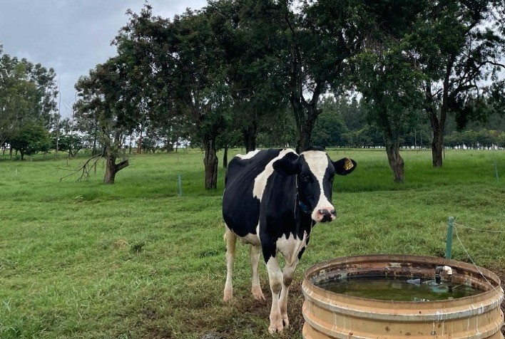 Estudo apresenta indicadores para consumo de água por vacas e para limpeza da ordenha por sistema de produção