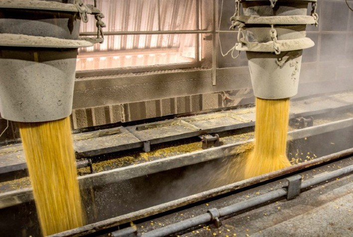 Industrialização do milho pode ampliar em até três vezes o valor agregado do grão