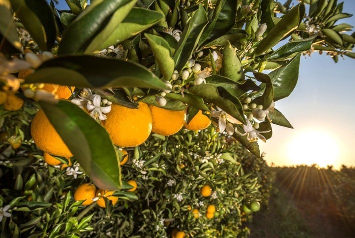 Citricultura: Fungicida conquista adesão por controlar doenças relevantes