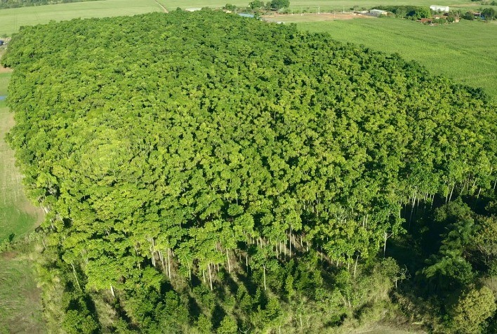 Floresta com Propósito: Instituto propõe investimento sustentável para transformar o futuro