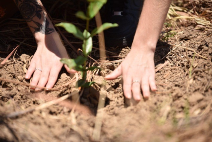 Ambev plantou mais de 500 árvores por dia nos últimos 10 anos