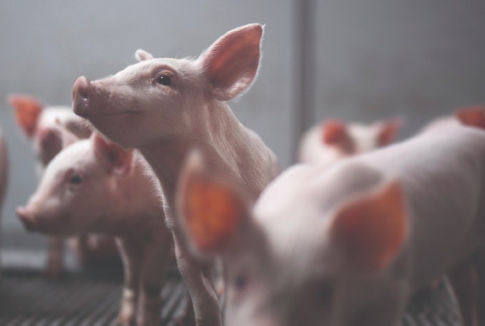 Alta digestibilidade do concentrado proteico de soja garante mais saúde para leitões