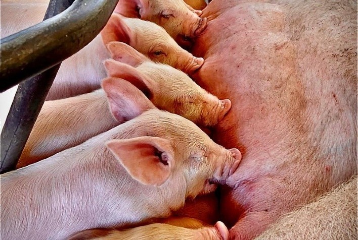 Cuidando dos leitões: Estratégias para um desmame sem estresse