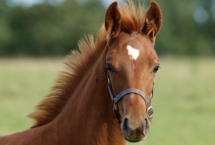 A importância da suplementação proteica durante o crescimento dos potros