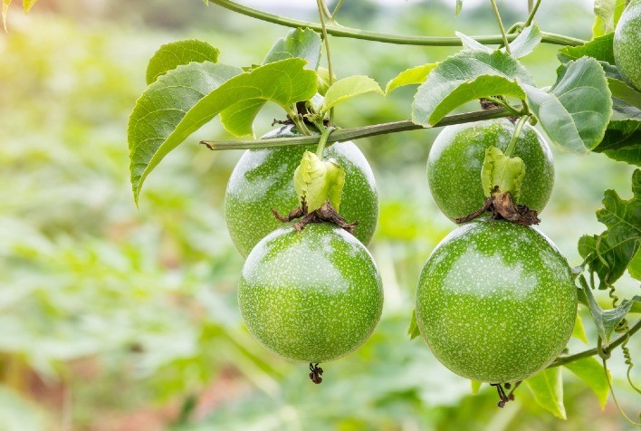 Publicação indica os melhores períodos para plantio de maracujá no Tocantins