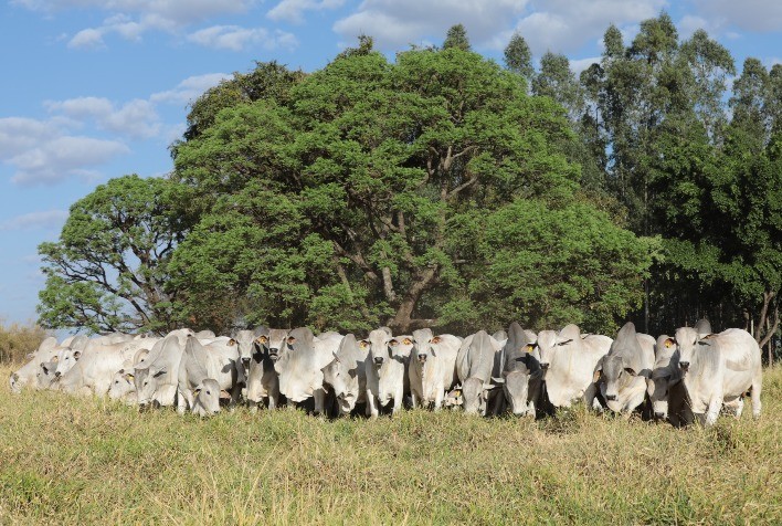 Nova safra de touros CFM passa por avaliações de soberano