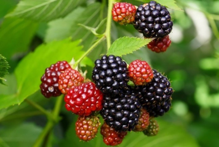 Amora preta é opção de diversificação para produtores do Sul de Minas