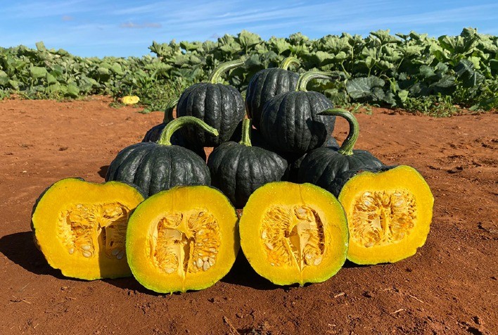 Planejamento no cultivo de abóbora cabotiá impulsiona negócios de agricultores familiares