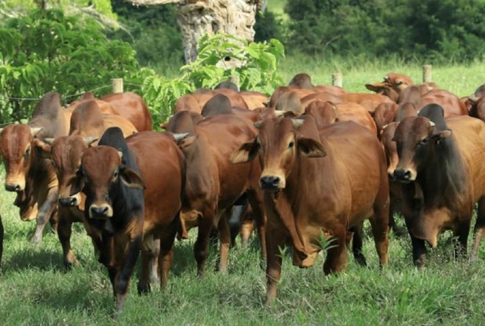 Especialista aponta as principais características da raça de gados Sindi e porque ela é uma boa aposta