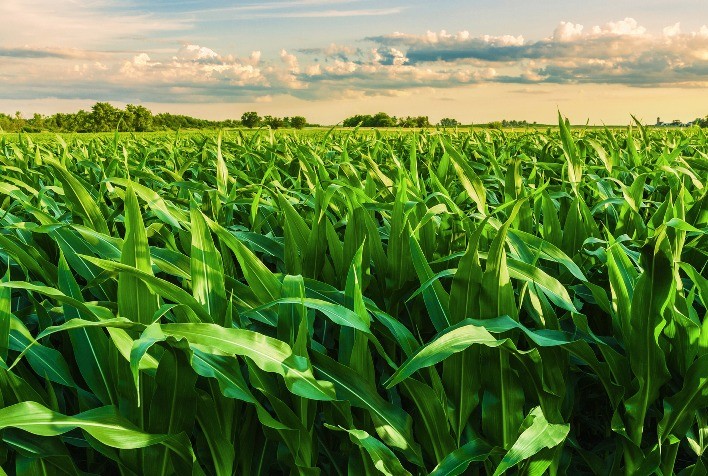 Desafios fitossanitários no milho safrinha alertam agricultores para manejo eficiente contra ameaças da produtividade