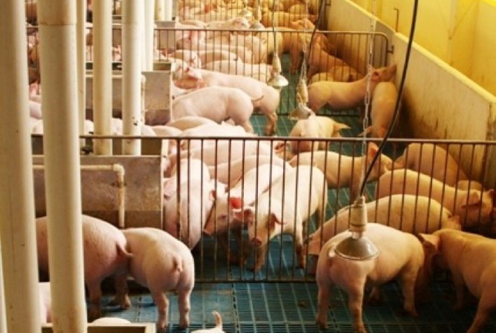 Suinocultura: prazo para cumprimento de medidas se encerra em 60 dias