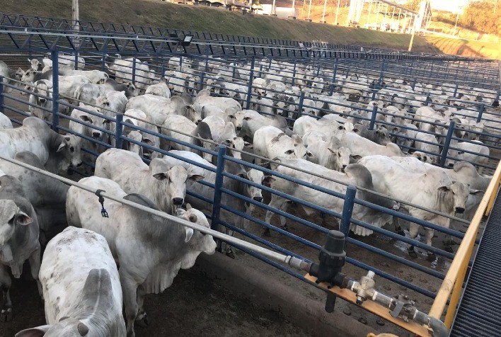 Pecuaristas Estratégicos Limitam Queda nos Preços da Arroba do Boi