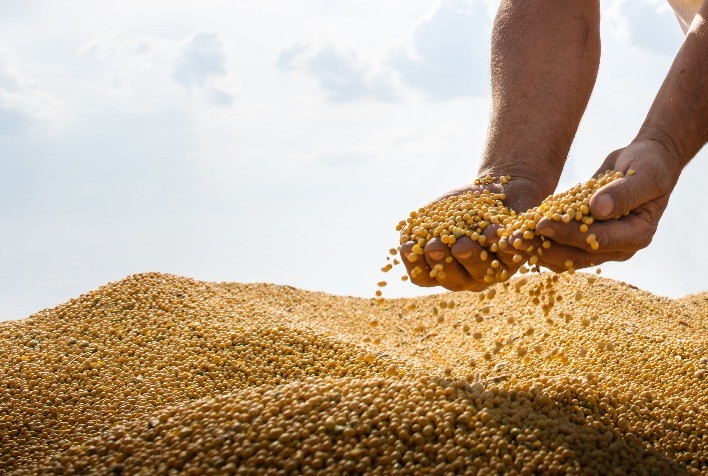 Lucratividade da soja aperta no Brasil, avalia DATAGRO Grãos