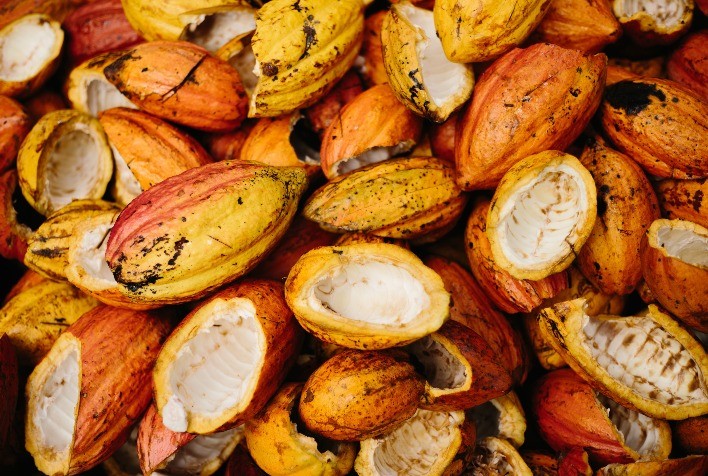 Para suprir demanda nacional, importações de cacau no Brasil crescem 300% e atingem US＄ 110 milhões em 2023