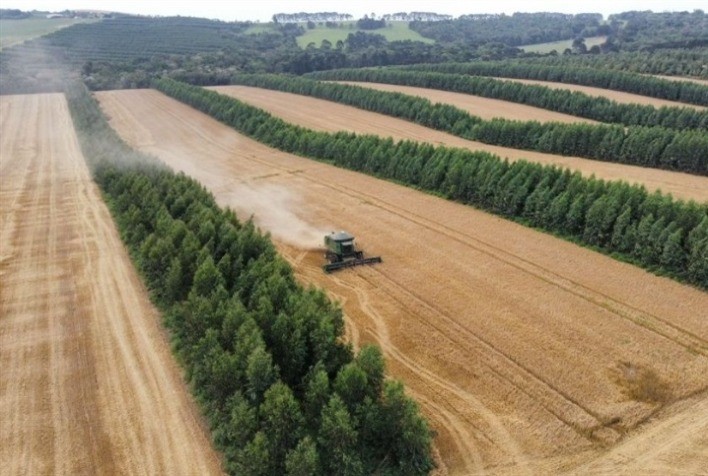 Fazenda no Paraná realiza primeira colheita de cevada