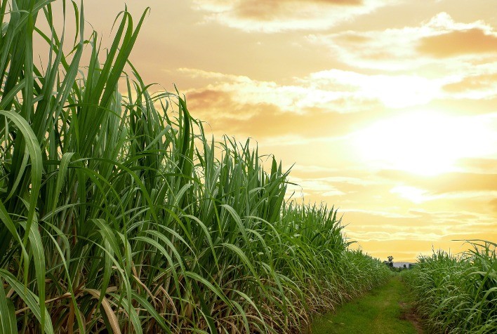 AFCP prevê nova safra de cana ainda melhor diante da previsão do clima