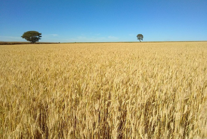 Cultivar de trigo tropical da Embrapa tem rendimento 12% superior em anos secos