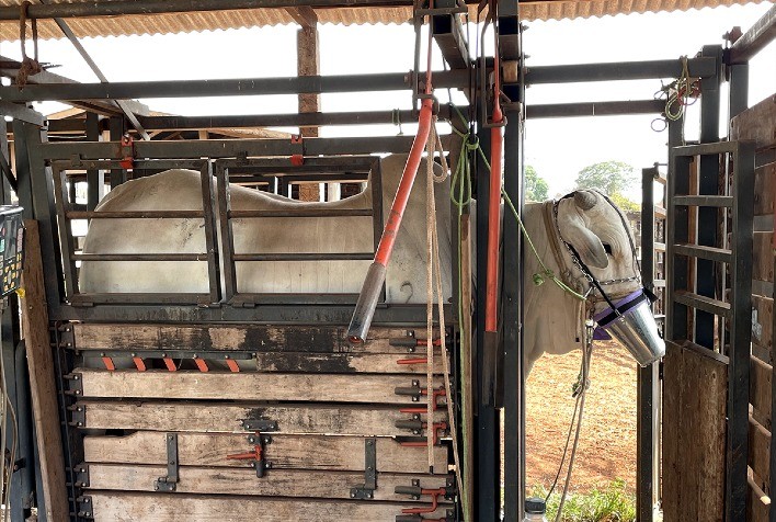 Estudo comprova que aditivo natural reduz emissão de metano entérico em 14,9%