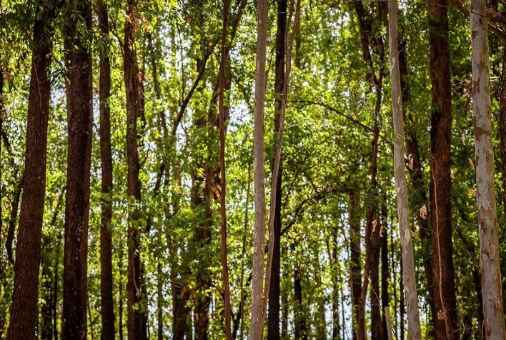 CNA discute políticas para florestas plantadas e situação do setor de borracha natural