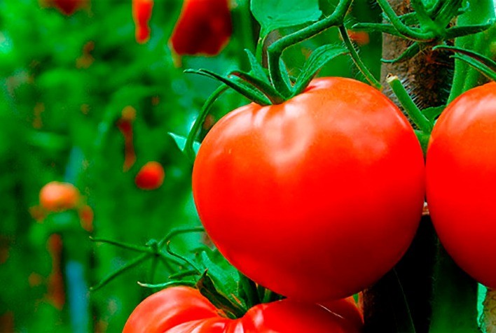 Proliferação da requeima se acentua no outono e demanda uso de fungicidas na cultura do tomate