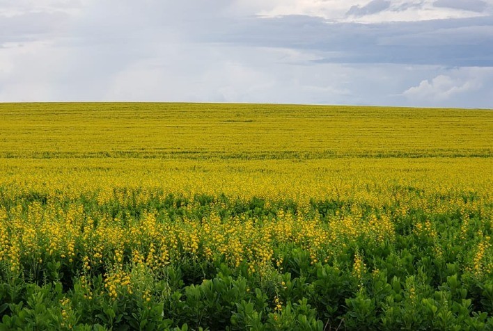 Incremento de boro pode ser diferencial no cultivo de canola