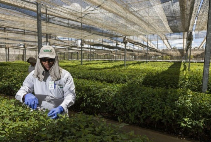 BNDES financia projeto de plantio de eucalipto da Veracel na Bahia