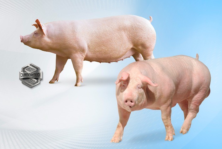 Agroceres PIC e Copercampos ampliam parceria para multiplicação de suínos de alto valor genético