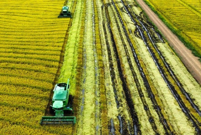 Colheita do arroz atinge 22,5% no RS