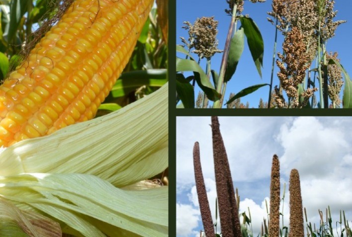 Pesquisa brasileira leva pioneirismo, empreendedorismo e inovações para as cadeias nacionais de milho e sorgo