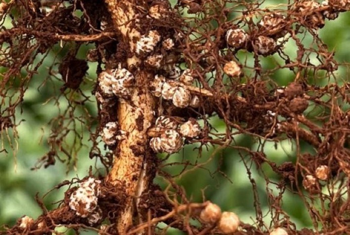 Tecnoshow COMIGO apresenta novidades na indústria de bioinsumos