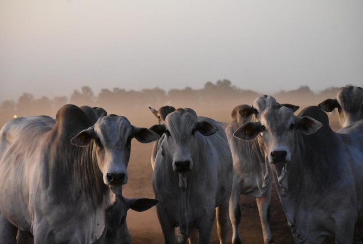 Tripanossomose x Tristeza Parasitária bovina