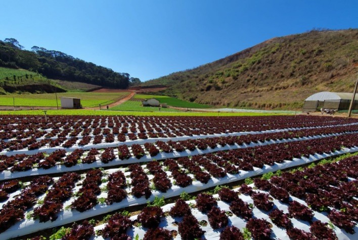 Agro brasileiro e a luta dos "quatro cavaleiros do apocalipse"