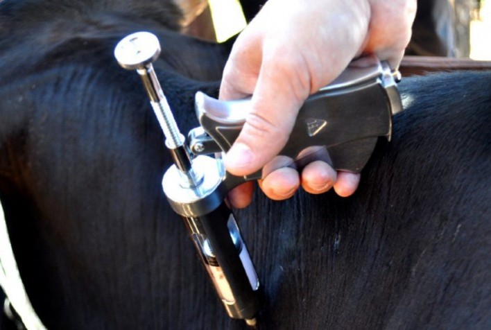 Zoetis investe em estudo técnico sobre vacina reprodutiva visando a melhoria dos índices de reprodução nas fazendas