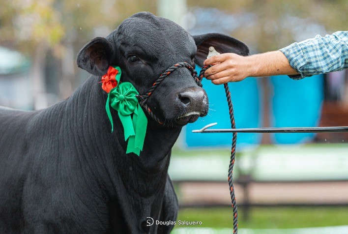 ExpoBrangus 2024 tem inscrições abertas e contará com leilão de ventres