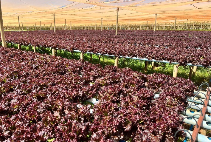 Alfaces adaptadas a condições tropicalizadas se destacam no clima quente do Brasil