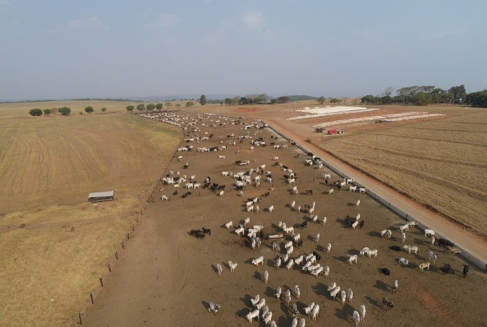 Alta produção de carne exige que confinadores adotem estratégias eficazes de proteção para evitar prejuízos