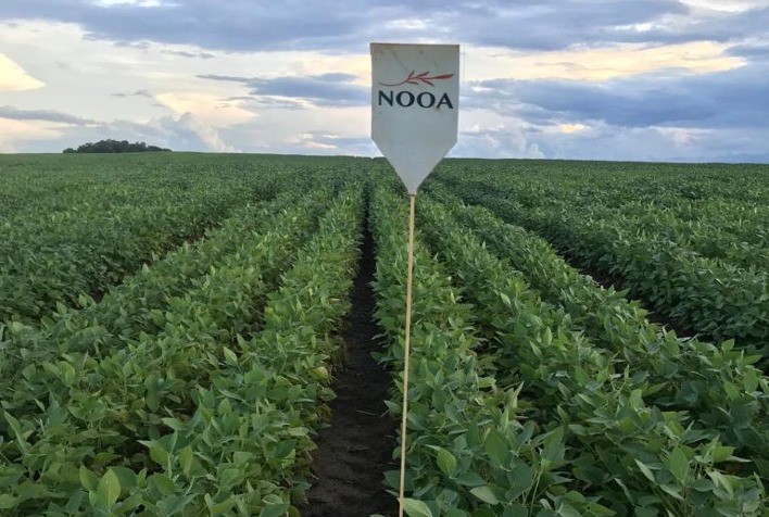 Bactéria isolada do cacto pela Embrapa ajuda a proteger as lavouras